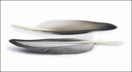 quill från anka