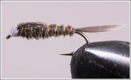 Grey Goose Nymph