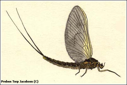 Water color drawing of May fly