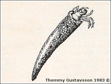 Husbyggande nattsländelarv av familjen Leptoceridae