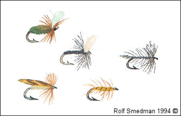 Flugakvarell av Rolf Smedman 1994 ©