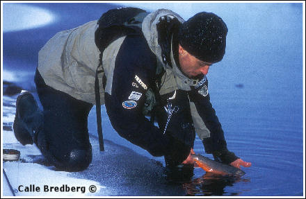 Röding från iskanten