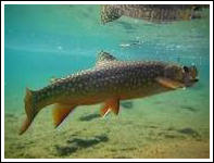 Trout