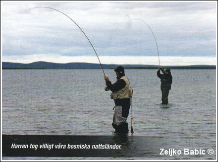 Harren tog villigt våra bosniska nattsländor