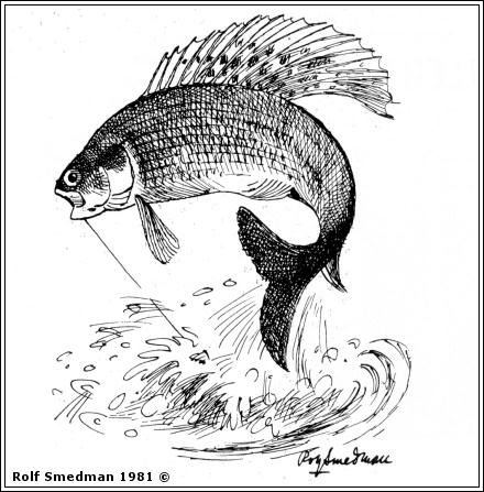Hoppande harr,  av Rolf Smedman © 1981