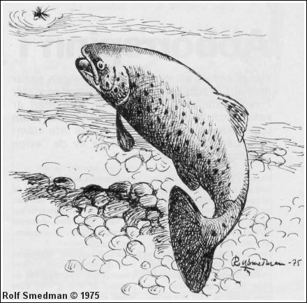 Stigande havsöring, av Rolf Smedman 1975 ©