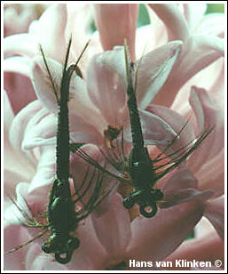 Damsel Nymph's