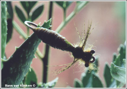 The Dragon Fly Nymph