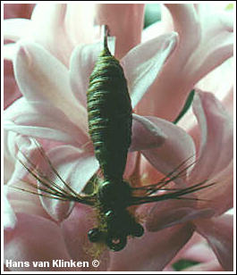 The Dragon Fly Nymph