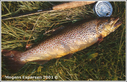 At der synes at være mode ifluer gælder kun fiskere. Fiskene er ligeglade.