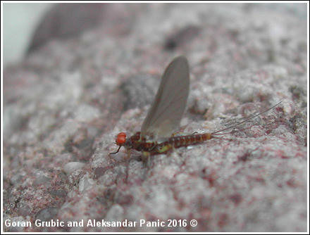 Blue-Winged Olive, male Dun