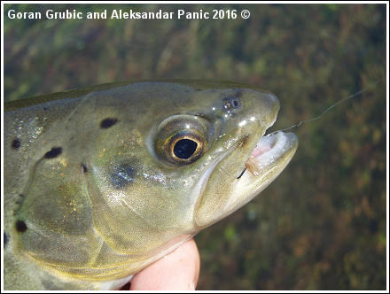Trout on No-hackle BWO