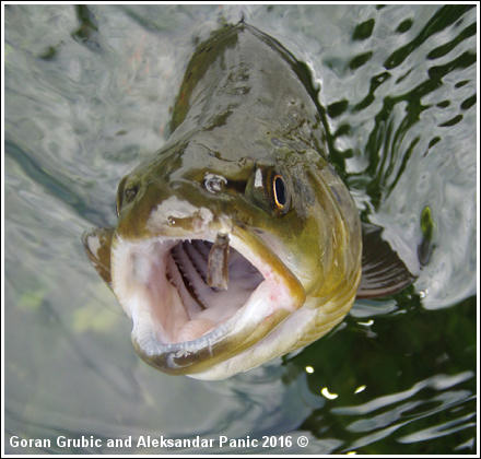 Trout on BWO Emerger