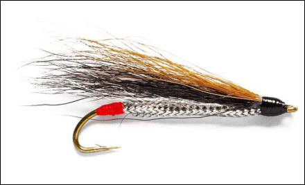 Black Nosed Dace Black Nosed Dace