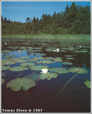 Regnbågssjö