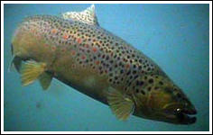 Vermont Trout