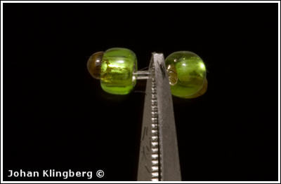 Johan Klingberg ©