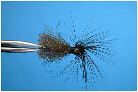 Parapoly Sedge Black/Grey, top view. Photographs: Hans Weilenmann ©