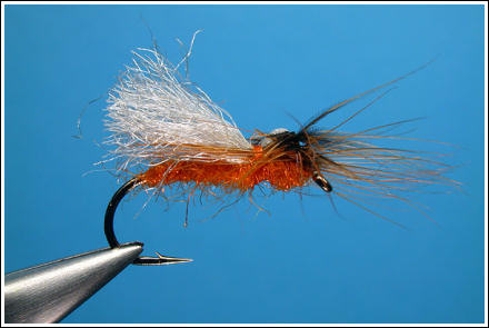 Parapoly Sedge White/Orange, side view. Photographs: Hans Weilenmann ©