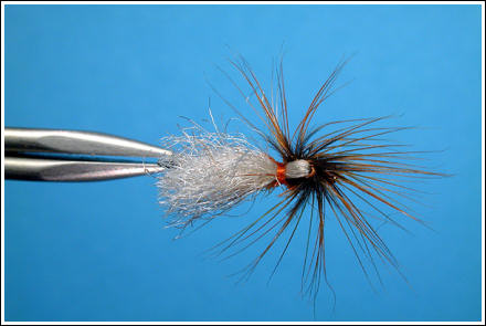 Parapoly Sedge White/Orange, top view. Photographs: Hans Weilenmann ©