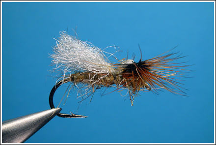 Parapoly Sedge White/Tan, side view. Photographs: Hans Weilenmann ©