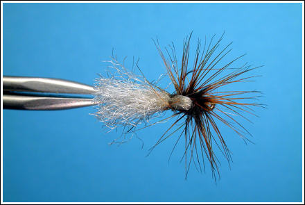 Parapoly Sedge White/Tan, side view. Photographs: Hans Weilenmann ©