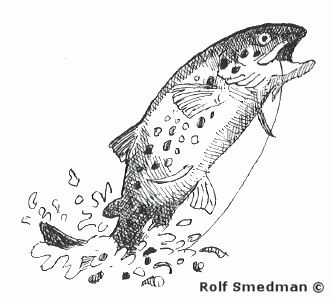 Teckning av hoppande öring, av Rolf Smedman ©