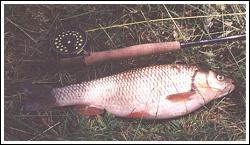Chub taken on a Hairy Sedge