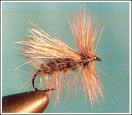 Hairy Sedge Variation