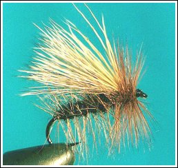 The Hairy Sedge, by Goran Grubic