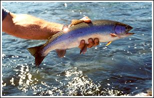 Rainbow trout from Big Horn river