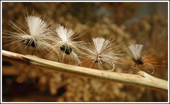 Parachutes flugor