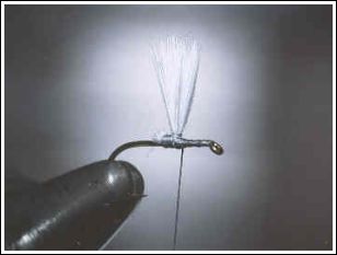 Thorax Dun