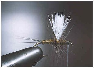 Thorax Dun