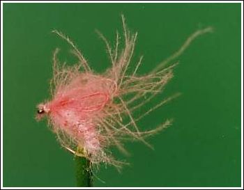 Pink katjica, CdC emerger