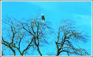 Bald Eagle