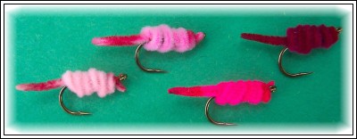 Oligochaete Worm