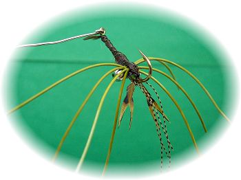 Sowbug Olive Mudbug