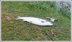 Laks fanget på Rusty Rat enkelkrok #2 og 10'6 stang.