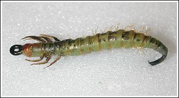 Green Rhyacophilia, tyed by James Matthews. Photo by Mats Sjöstrand