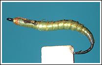 Green Rhyacophilia, tyed by James Matthews. Photo by Mats Sjöstrand