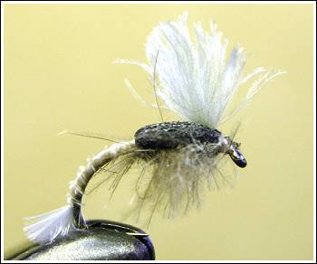 LE Hatching Midge CdC, photo by Leif Ehnström 2004 ©