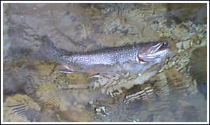 Rok Lustrik © 2005