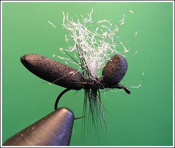 BLACK ANT