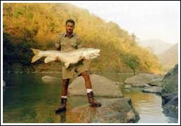 A fine 55lb Indian mahseer