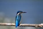 Kungsfiskare (Alcedo atthis ispida)