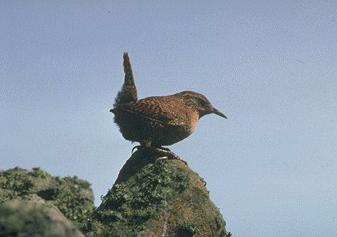 Gärdsmyg (Troglodytes troglodytes)