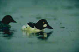 Knipa (Bucephala clangula)