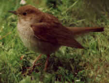 Näktergal (Luscinia luscinia)