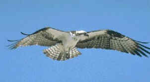 Fiskgjuse (Pandion haliaetus)